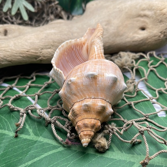 Large “Trapezium” Striped Horse Conch Seashell Shell Nautical Collector Decor - Picture 11 of 15